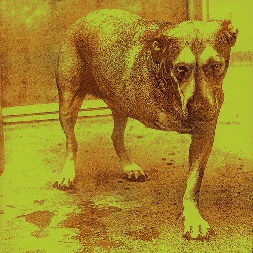 Alice in Chains by Alice in Chains — album cover