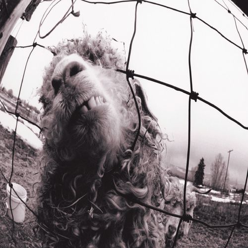 Vs. by Pearl Jam — album cover